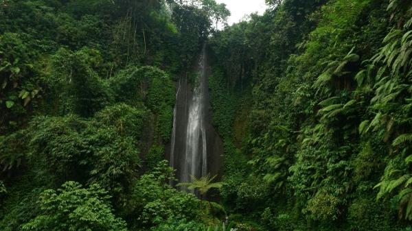 Jungle tropicale : caractéristiques, climat, faune et flore - Qu'est-ce que c'est et quelles sont les caractéristiques de la jungle tropicale ?