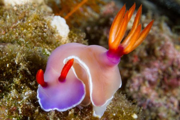 Nudibranchs: what they are, characteristics, examples and reproduction - What are nudibranchs and their classification