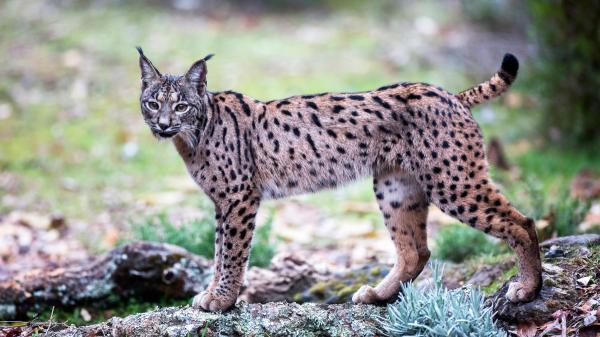 Réensauvagement ou réensauvagement : qu'est-ce que c'est, comment ça marche et importance - Comment fonctionne le réensauvagement ?