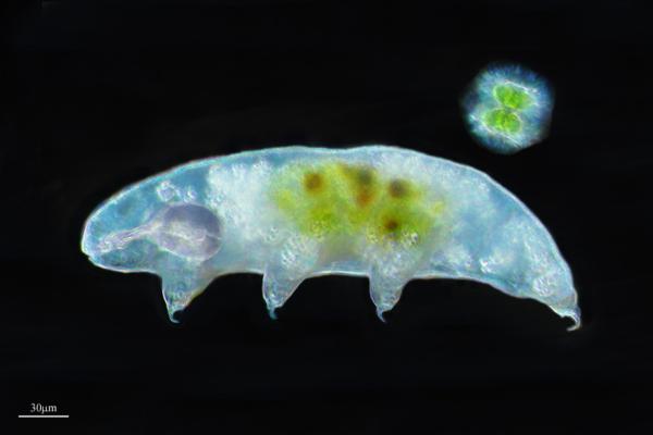 Tardigrades: what they are, characteristics and where they live - What is a tardigrade?