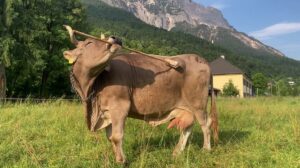 The genius of Carinthia: Veronika, the cow who uses brooms as tools