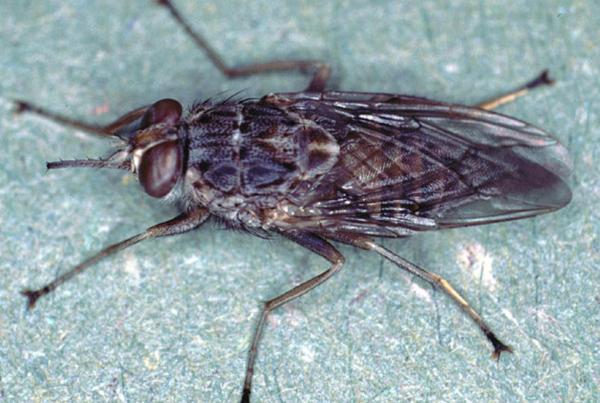 Types de mouches - Mouche tsé-tsé (Glossina morsitans morsitans)
