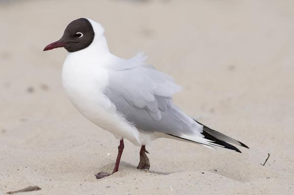 Types de mouettes - Mouette rieuse (Chroicocephalus ridibundus)