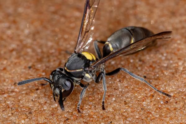 Types de guêpes - Polistinae