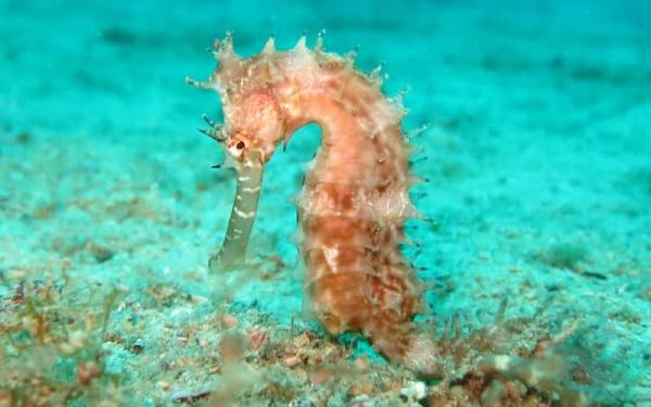 Animaux terrestres et aquatiques - Exemples d'animaux terrestres