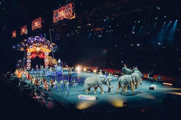 Maltraitance animale : causes, types et comment l'éviter - Quels sont les types de maltraitance animale ?