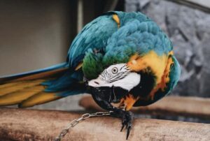 Maltraitance animale : causes, types et comment l’éviter