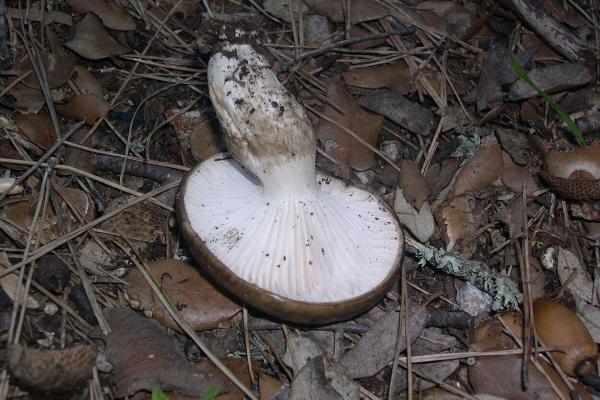 Llanega noire ou Hygrophorus latitabundus - La llanega noire est-elle comestible ?