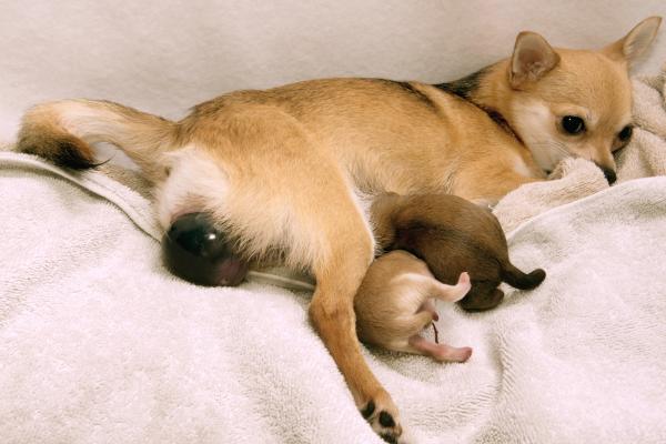 Animaux vivipares : qu'est-ce que c'est, caractéristiques et exemples - Quels sont les exemples d'animaux vivipares ?