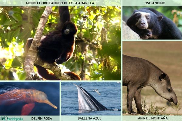 Flore et faune du Pérou - Quels animaux sont en danger d'extinction au Pérou ?