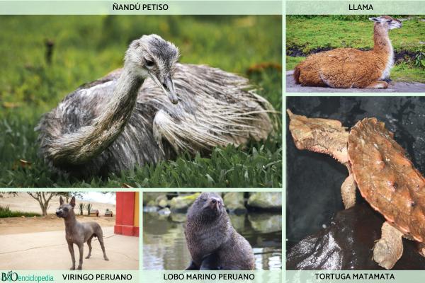 Flore et faune du Pérou - Quelles espèces composent la faune du Pérou ?