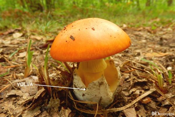 Parties de champignons : qu'est-ce qu'elles sont et leurs fonctions - Volva