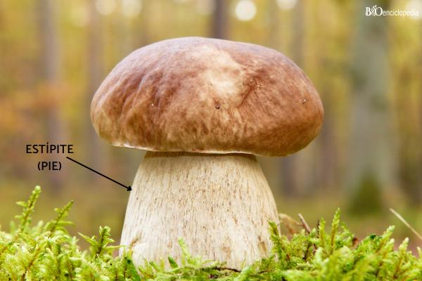 Parties de champignons: qu'est-ce qu'elles sont et leurs fonctions - Estípite