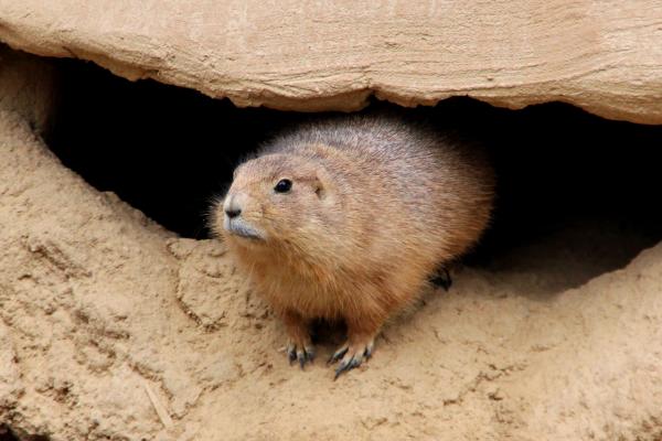 Dormance : qu'est-ce que c'est, types et exemples chez les plantes et les animaux - Qu'est-ce que la dormance chez les animaux ?