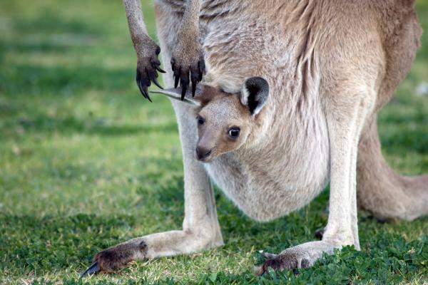 Marsupiaux: qu'est-ce qu'ils sont, types, caractéristiques et exemples - Caractéristiques des animaux marsupiaux