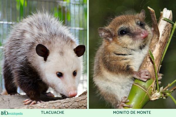 Marsupiaux: qu'est-ce que c'est, types, caractéristiques et exemples - Exemples de marsupiaux américains