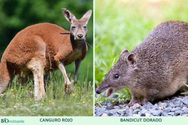 Marsupiaux : qu'est-ce qu'ils sont, types, caractéristiques et exemples - Exemples de marsupiaux australiens