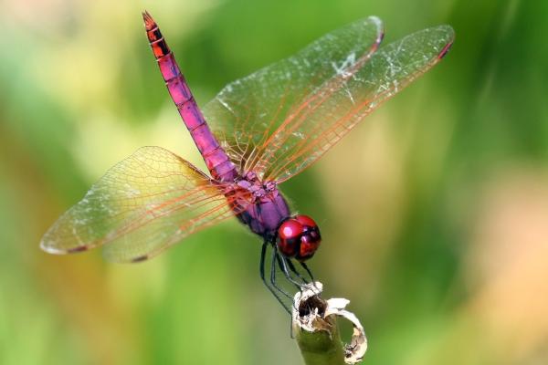 Prédateurs d'abeilles et de guêpes - Libellules et demoiselles