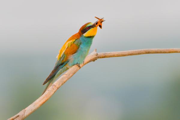 Prédateurs d'abeilles et de guêpes - Oiseaux apicoles ou méropides