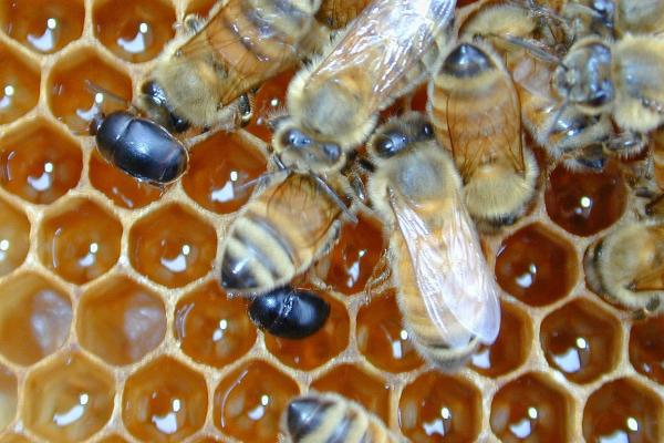 Prédateurs d'abeilles et de guêpes - Coléoptères prédateurs