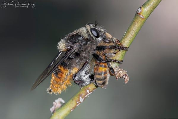 Prédateurs d'abeilles et de guêpes - Mouche tueuse d'abeilles (Mallophora ruficauda)