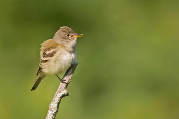 Prédateurs d'abeilles et de guêpes - Piège à mouches du saule (Empidonax traillii)
