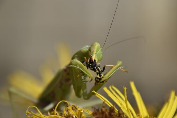 Prédateurs d'abeilles et de guêpes - Mante religieuse