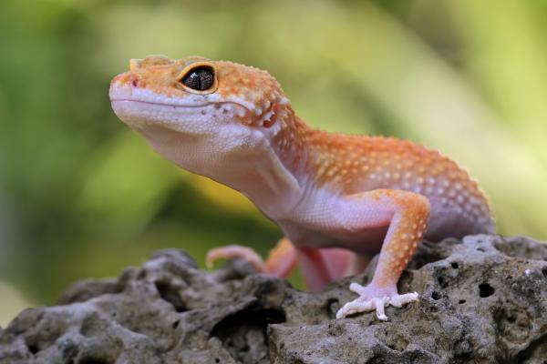Prédateurs d'abeilles et de guêpes - Geckos