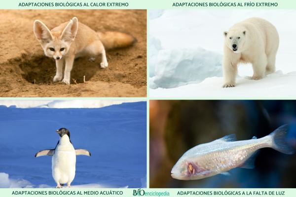 Qu'est-ce que l'adaptation en biologie, types et exemples - Exemples d'adaptation en biologie