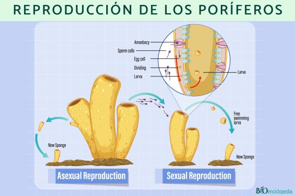 Porifera: qu'est-ce que c'est, caractéristiques, types, reproduction et exemples - Reproduction de porifera