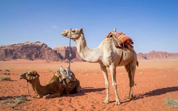 Animaux terrestres et aquatiques - Animaux aquatiques