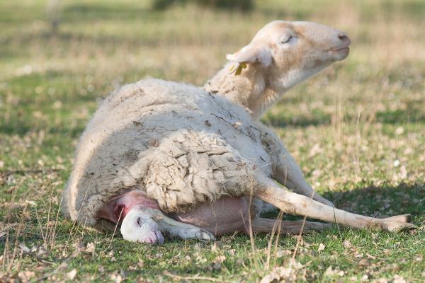 Animaux vivipares : qu'est-ce que c'est, caractéristiques et exemples - Que sont les animaux vivipares ?