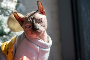 Chat stressé ou rebelle ? Voici 10 erreurs courantes qui ruinent votre relation avec lui