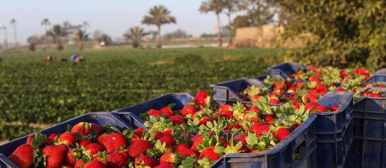Les fraises se trouvent dans des paniers au bord d'un champ en Égypte.
