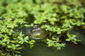 Grenouilles météorologiques : leur secret pour « sentir » l’arrivée de la pluie devant nous