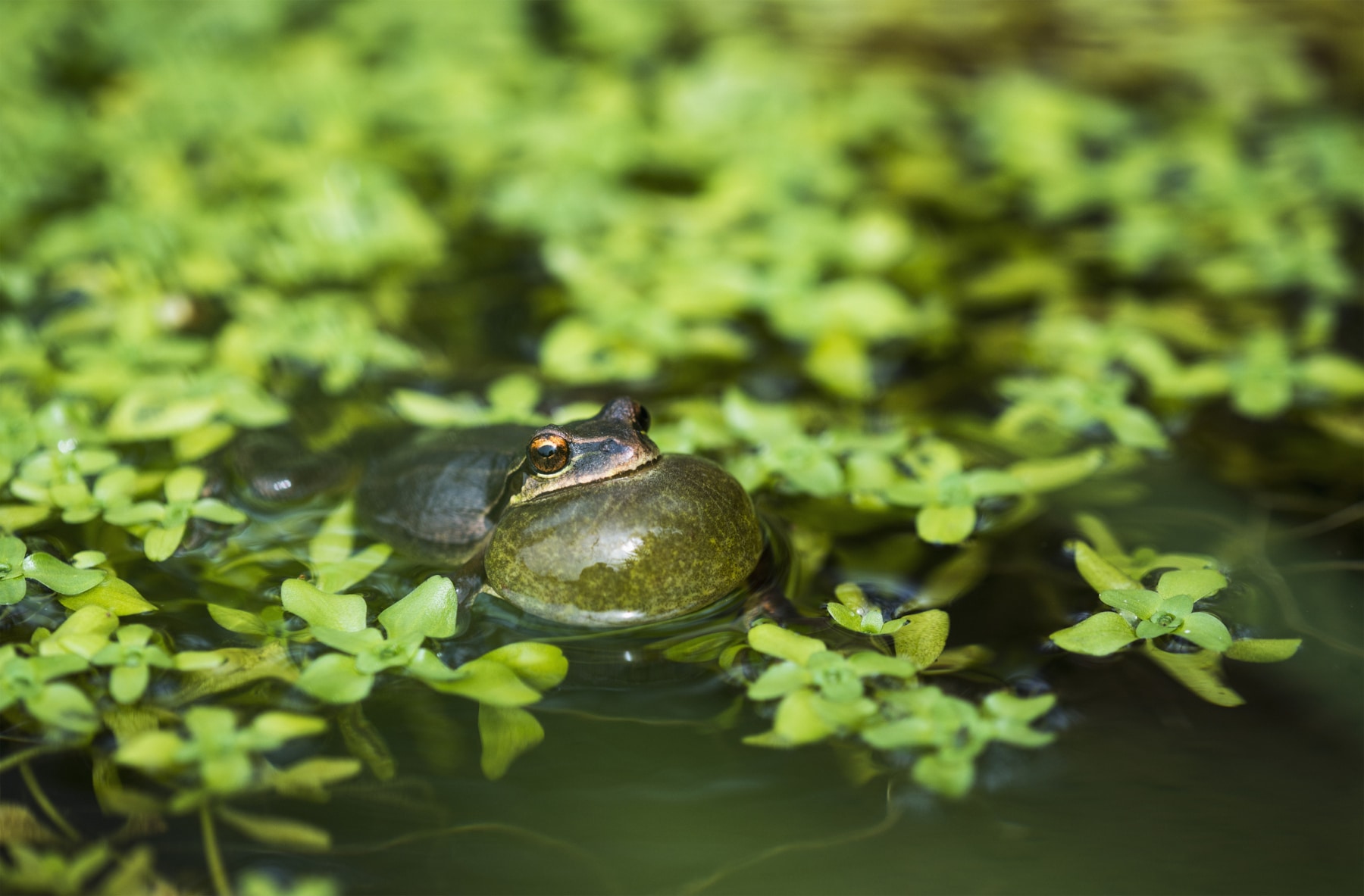 Grenouilles météorologiques : leur secret pour « sentir » l'arrivée de la pluie devant nous