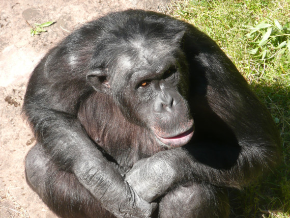 Chimpanzé Santino