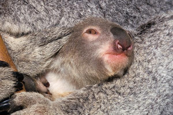 Marsupiaux : qu'est-ce qu'ils sont, types, caractéristiques et exemples - Que sont les marsupiaux