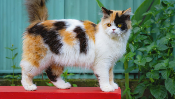 Chat-Calico Chat-Calico
