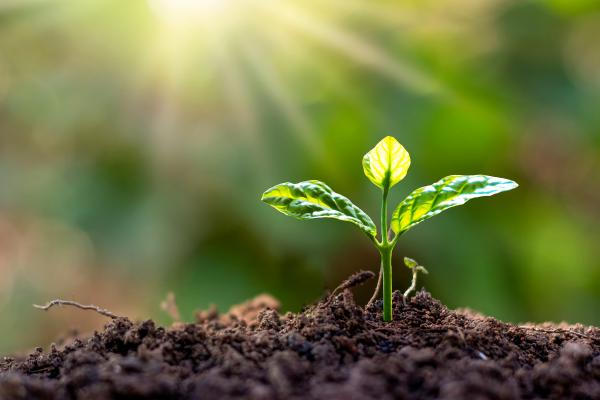 Producteurs : qu'est-ce qu'ils sont, caractéristiques et exemples - Que sont les organismes producteurs et leurs caractéristiques