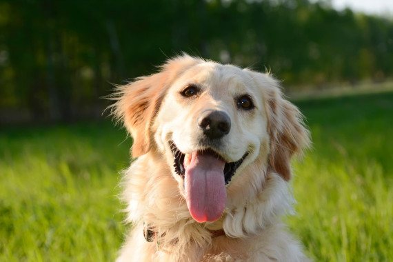chiens golden retriever chiens golden retriever