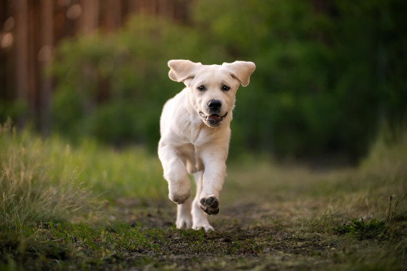 Labrador retriever Labrador retriever