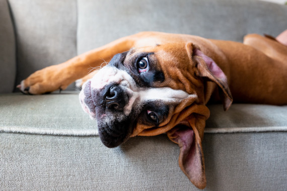 Chiens-Boxeurs Chiens-Boxeurs