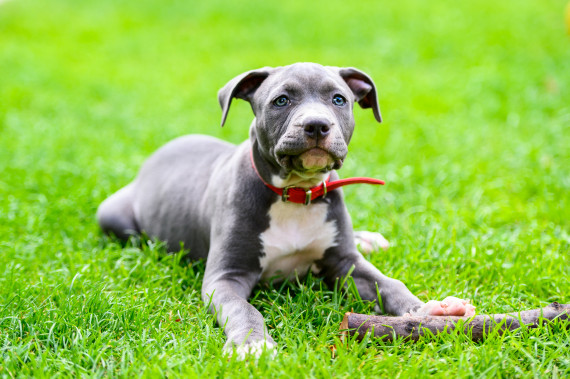 American Staffordshire-Eared American Staffordshire-Eared