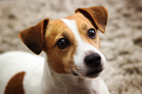 Jack Russel Terrier-chien Jack Russel Terrier-chien