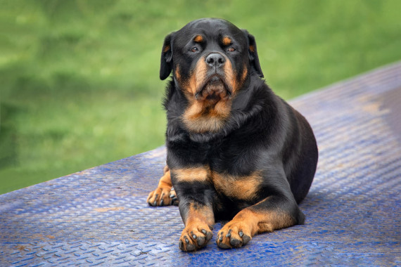 Chiens Rottweiler Chiens Rottweiler