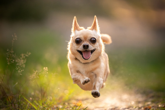 Chihuahua-Chien Chihuahua-Chien