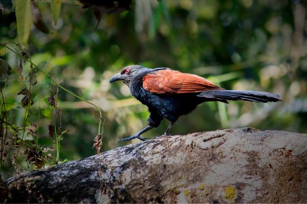 Prédateurs de la processionnaire - Coucal chinois (Centropus sinensis)