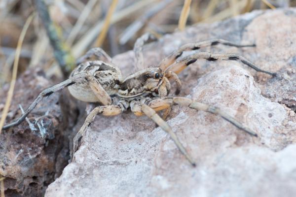 Prédateurs de la processionnaire - Araignée-loup (Lycosidae)