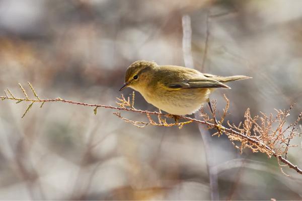 Prédateurs de la processionnaire - Pouillot pouillot (Phylloscopus collybita)